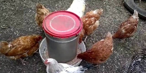 Kako sami napraviti hranilicu za piliće